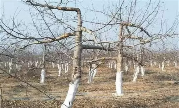 桃树蚜虫的防治方法 桃树蚜虫用什么药插图1