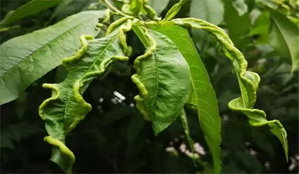 桃缩叶病防治方法,告诉你桃树缩叶病用什么农药插图