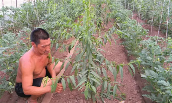 桃树苗适合几月份种植 桃树苗的种植方法插图1