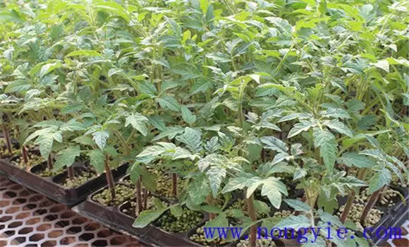 樱桃番茄如何育苗,樱桃番茄的育苗方法插图2 樱桃番茄如何育苗,樱桃番茄的育苗方法插图2