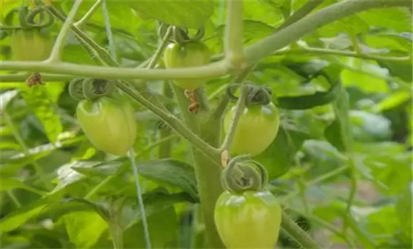 樱桃番茄大棚栽培的田间管理措施有哪些插图1