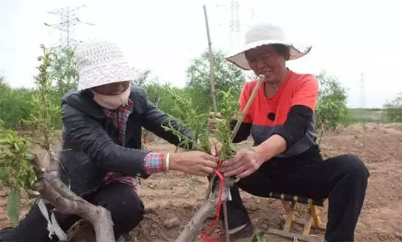 桃树高接换头在什么时候 桃树高接换种技术介绍插图1 桃树高接换头在什么时候 桃树高接换种技术介绍插图1