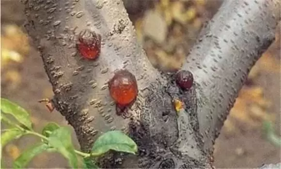 樱桃流胶病怎样防治 樱桃流胶病用什么药治疗插图1