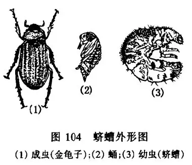 怎样除杀盆土中的蛴螬(白地蚕)插图 怎样除杀盆土中的蛴螬(白地蚕)插图
