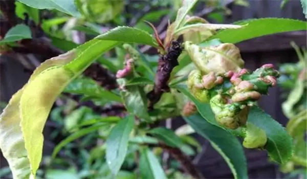桃缩叶病防治方法,告诉你桃树缩叶病用什么农药插图2