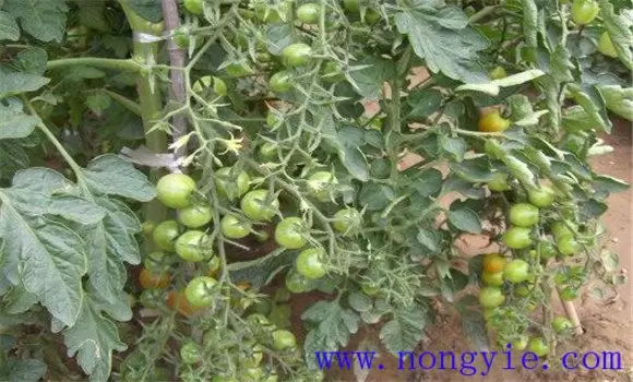 樱桃番茄怎么种 樱桃番茄的种植时间及栽培方法插图2