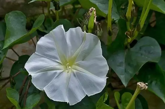 月光花的花语插图3