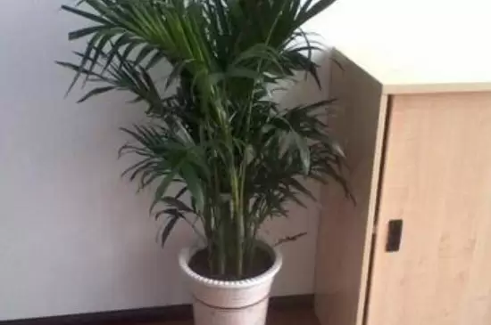 散尾竹叶子发黄干焦是什么原因插图1