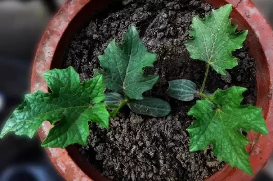 栽花花盆底下需要垫什么插图2