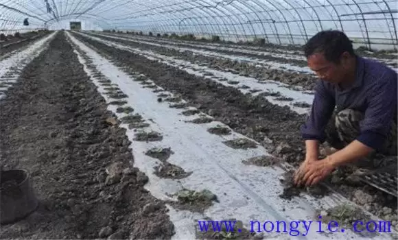 早春大棚甜瓜的种植与管理技术插图
