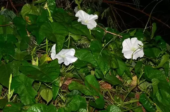 月光花的特点插图3