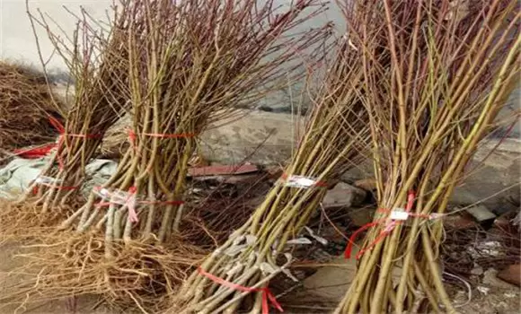 桃树苗适合几月份种植 桃树苗的种植方法插图