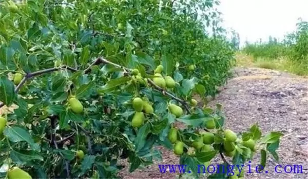 枣树落花落果原因是什么 枣树落花落果怎么办插图2 枣树落花落果原因是什么 枣树落花落果怎么办插图2