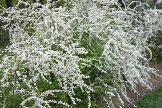 水培雪柳的养殖方法和注意事项插图1