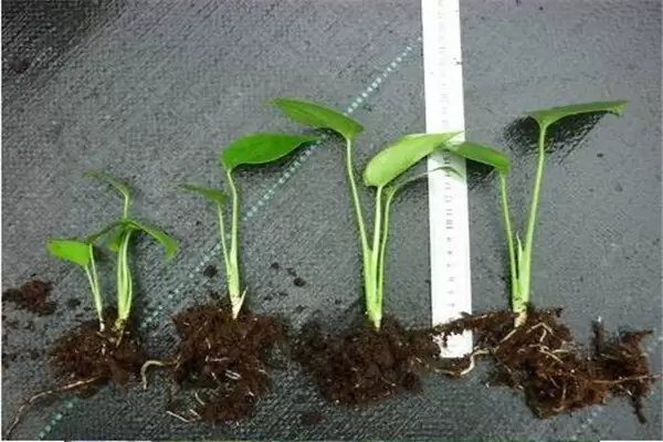 盆栽龟背竹花怎么养?龟背竹盆栽技术要点插图 盆栽龟背竹花怎么养?龟背竹盆栽技术要点插图