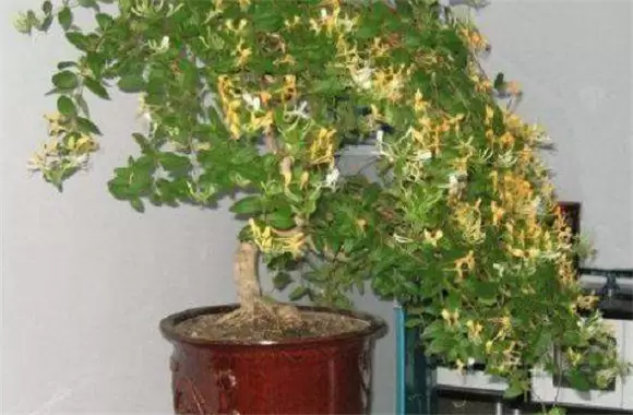 盆栽金银花种植技术 金银花是否娇气难养?插图 盆栽金银花种植技术 金银花是否娇气难养?插图