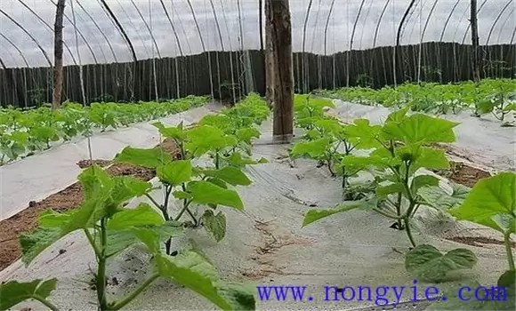 温室黄瓜栽培管理技术 温室黄瓜定植后温度管理插图2 温室黄瓜栽培管理技术 温室黄瓜定植后温度管理插图2