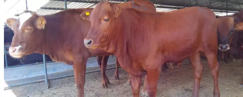肉牛养殖成本，以及利润分析插图