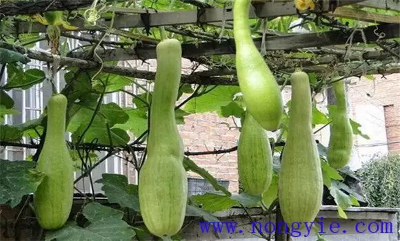 砍瓜的种植方法 砍瓜什么时候种植最好插图2