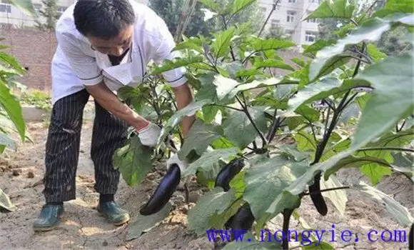 温室秋延后茄子怎样栽培 秋延后茄子栽培技术插图2