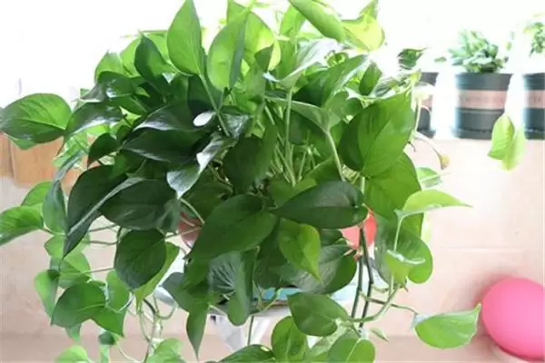 盆栽绿萝怎么养才能更旺盛,请记住五个关键点插图3 盆栽绿萝怎么养才能更旺盛,请记住五个关键点插图3