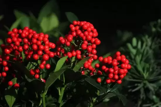 红玉珠的养殖方法和注意事项插图2 红玉珠的养殖方法和注意事项插图2