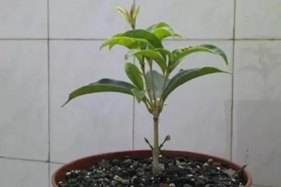 生根粉和多菌灵能一起灌根吗插图1