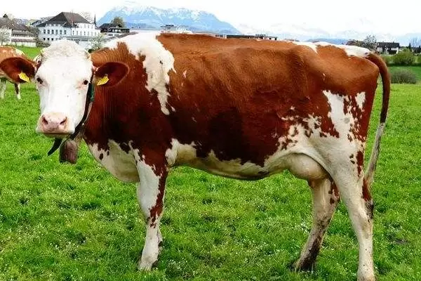 肉牛养殖成本，以及利润分析插图1