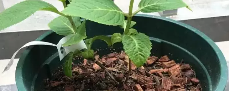 绣球花种子一般多久发芽插图 绣球花种子一般多久发芽插图