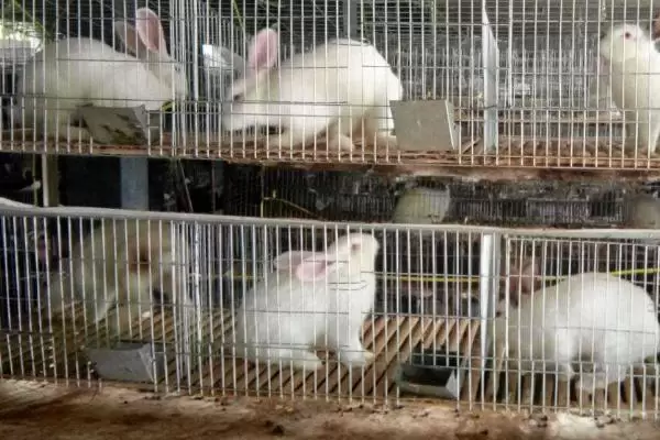 肉兔养殖成本，出栏只需4-5个月的时间插图3