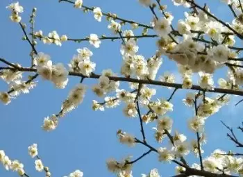 腊梅花的功效与营养价值插图