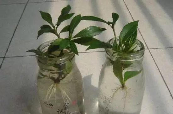 生根粉和多菌灵能一起灌根吗插图3