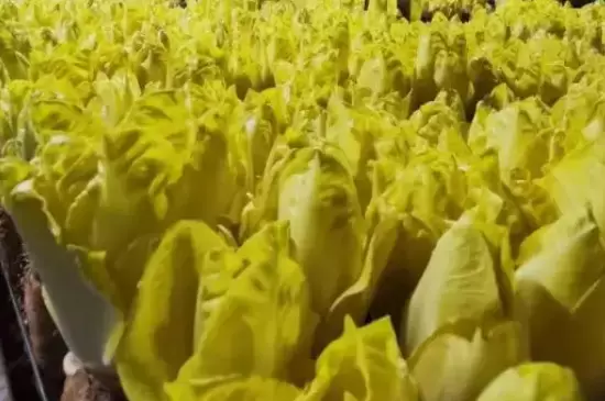 玉兰菜怎么种植插图1