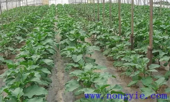温室茄子温度管理要求 温室茄子的管理技术插图1 温室茄子温度管理要求 温室茄子的管理技术插图1