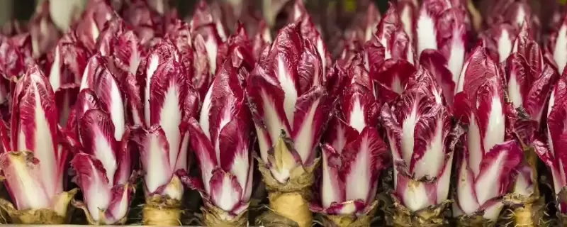玉兰菜怎么种植插图