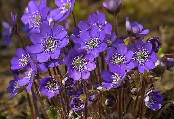 紫罗兰的花语是什么？插图1