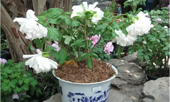 盆栽牡丹花怎么养 盆栽牡丹栽培技术插图 盆栽牡丹花怎么养 盆栽牡丹栽培技术插图