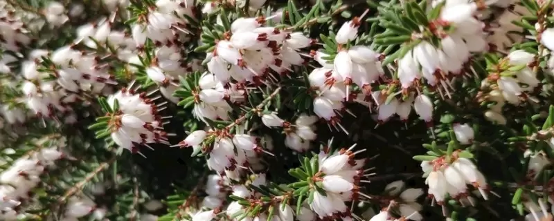 石楠花花期持续多久插图 石楠花花期持续多久插图