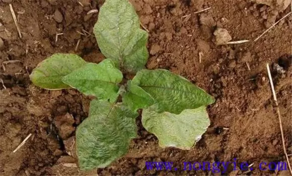 温室秋延后茄子怎样栽培 秋延后茄子栽培技术插图1