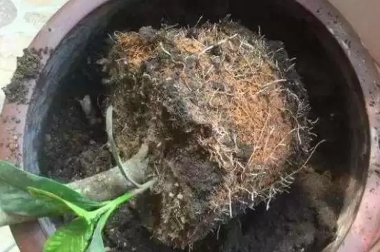 花盆里有蚯蚓是好还是坏插图3