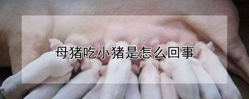 母猪吃小猪是怎么回事插图