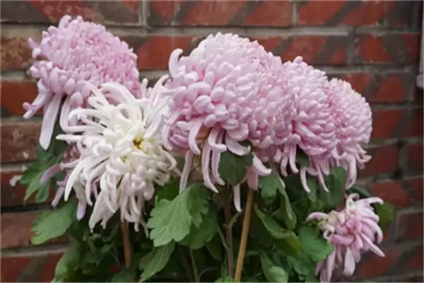盆栽菊花怎么养 盆栽菊花的种植与管理要点插图4 盆栽菊花怎么养 盆栽菊花的种植与管理要点插图4