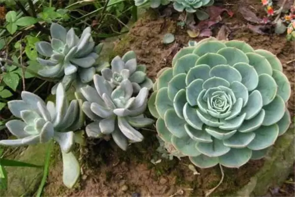 石莲花盆栽关键技术插图3 石莲花盆栽关键技术插图3