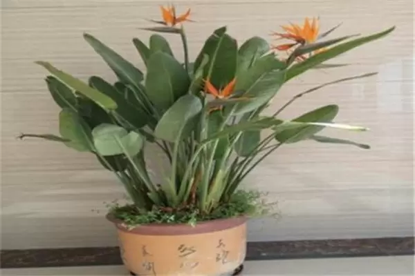 盆栽鹤望兰怎么养 鹤望兰的盆栽关键技术插图2 盆栽鹤望兰怎么养 鹤望兰的盆栽关键技术插图2