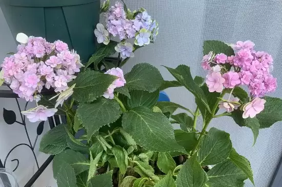 绣球花种子一般多久发芽插图2 绣球花种子一般多久发芽插图2