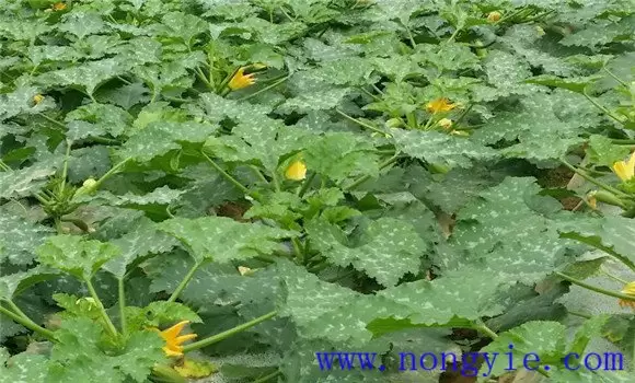 秋季西葫芦几月份种植 秋季西葫芦种植技术插图