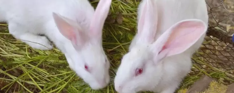 肉兔养殖成本，出栏只需4-5个月的时间插图