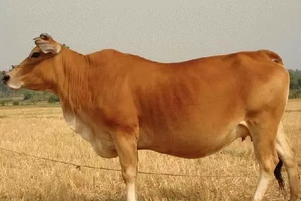 肉牛养殖成本，以及利润分析插图2