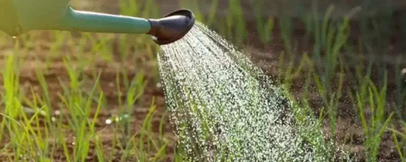 花移盆之后可以马上就浇水吗插图 花移盆之后可以马上就浇水吗插图