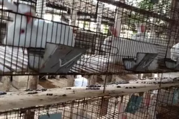 肉兔养殖成本，出栏只需4-5个月的时间插图2